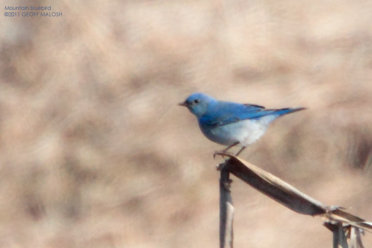 new york state bird bluebird. This is the state#39;s 7th record