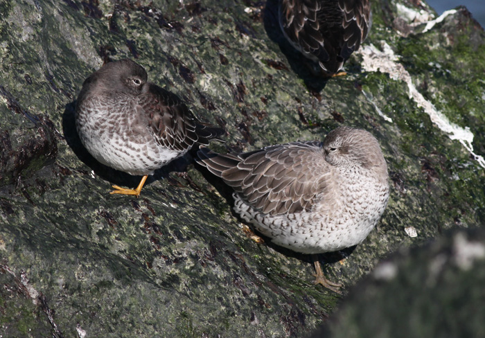 Purple Sandpiper and Red Knot