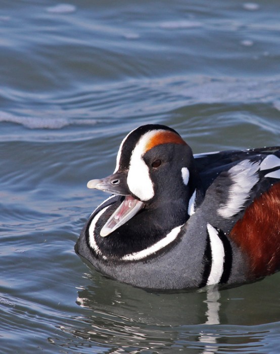 laughing Harlequin Duck